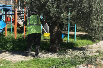 EDREMİT’TE AĞAÇLAR BAHARA HAZIRLANIYOR