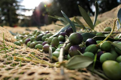 BANDIRMA’DA ZEYTİN TOPLAMA YEVMİYELERİ BELİRLENDİ