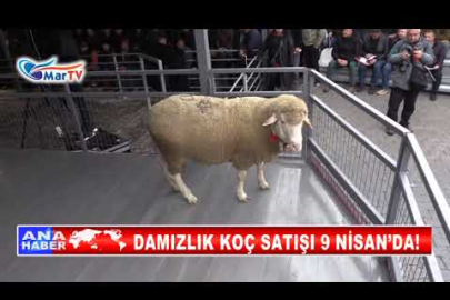 DAMIZLIK KOÇ SATIŞI 9 NİSAN’DA!