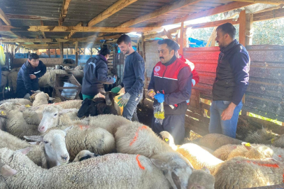BALIKESİR’DE HAYVAN SAĞLIĞI İÇİN AŞILAMA VE KÜPELEME ÇALIŞMALARI 