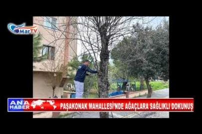 PAŞAKONAK MAHALLESİ’NDE AĞAÇLARA SAĞLIKLI DOKUNUŞ