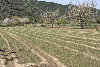 KAPIDAĞ MOR SOĞANI TOPRAKLA BULUŞTU