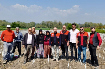 ALTIEYLÜL’DE CEVİZ ÜRETİMİNE AŞILAMA DESTEĞİ