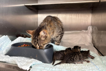 BANDIRMA'DA HAMİLE KEDİ VE YAVRULARI KURTARILDI