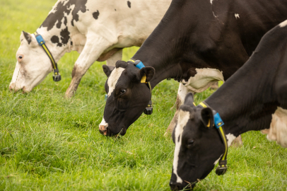 SenseHub Dairy ile Hayvancılıkta Verimlilik Artıyor