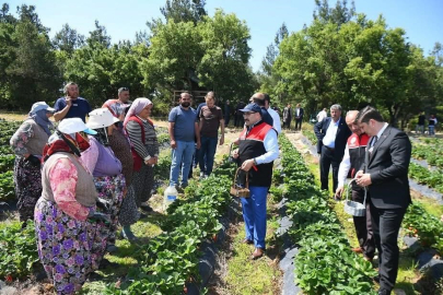 VALİ USTAOĞLU VE İL MÜDÜRÜ DÜZGÜN ÇİLEK HASADINA KATILDI