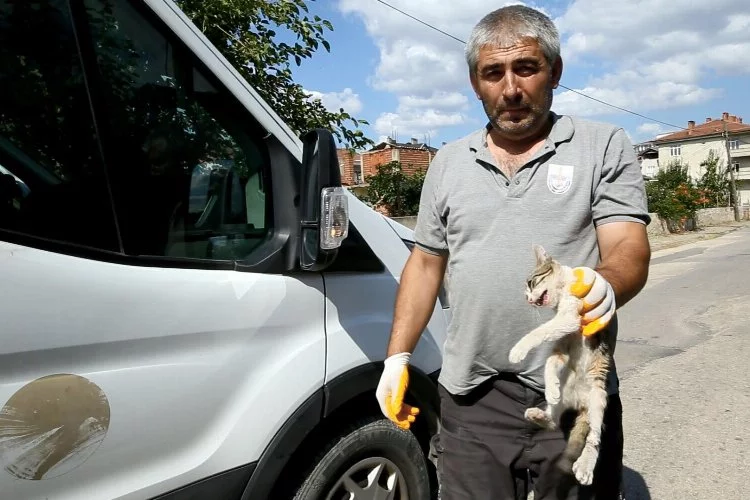 Bursa Yenişehir'de yaralı kediye belediye sahip çıktı