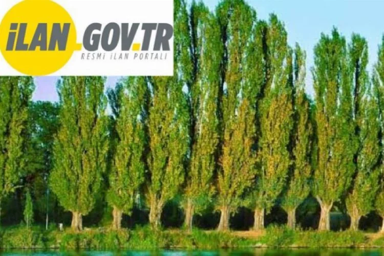İvrindi Belediyesi’ne Ait 105 Adet Kavak Ağaçları Satılacak