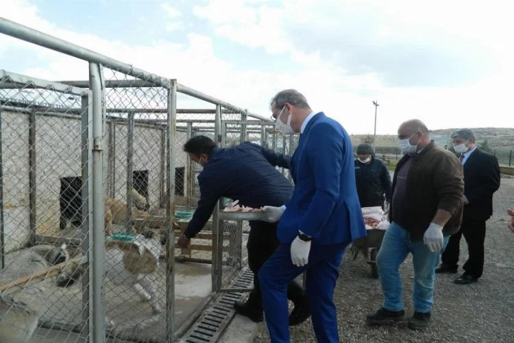 Kilis Tarım ve Orman İl Müdürü Kökçüoğlu'ndan köpek barınağına ziyaret