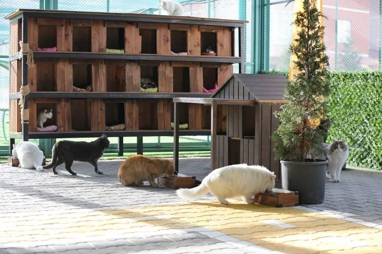 Küçük Dostlar Kedi Kasabası'na ziyaretçi akını