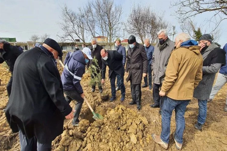 Rusya'dan sürgün edilenler anısına Kandıra'ya 300 zeytin fidanı