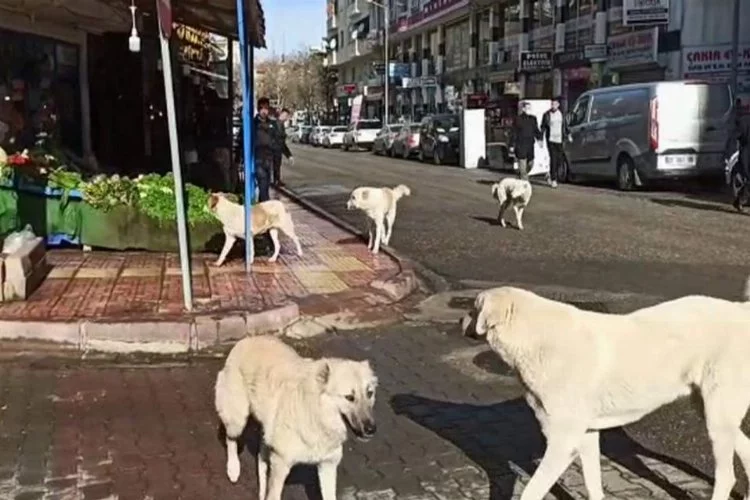 Siirt'te başıboş köpekler korkutuyor!