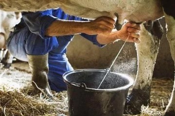 Süt ve süt ürünleri üretiminde artış